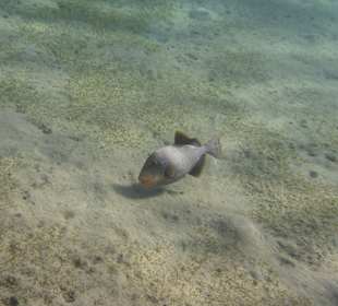 Schnorcheln Brayka Bay Marsa Alam	