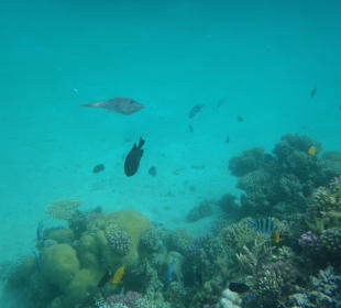 Unterwasserwelt am Hotel Strand