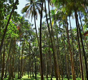 Palmengarten an der Anse des Cascades