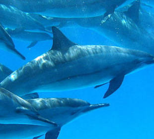  Tour To Swim With Dolphins In Sharm El Sheikh 