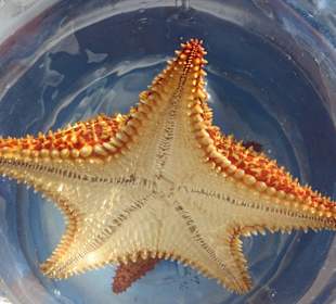 Wir haben wunderschöne Seesterne gesehen