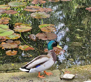 Enten am Forellenbächle