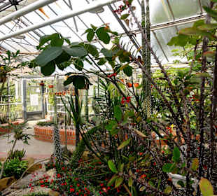 Das Sukkulentenhaus im Botanischen Garten