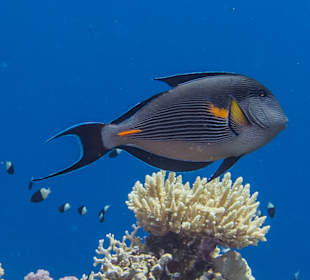 Tauchbasis Blue Water Dive Resort Hurghada