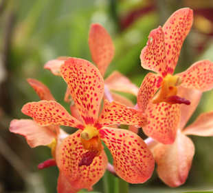 Коллекция орхидей