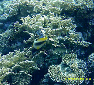 Schnorcheln Marsa Alam