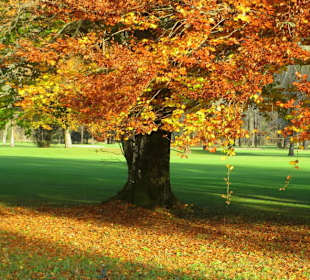 Farbenpracht am Golfplatz Oberau