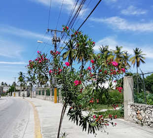 Stadtrundfahrt Bavaro