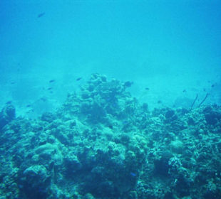 Unterwasseraufnahme vom Riff vor Cozumel