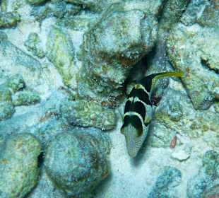 Unter Wasser Coco Island