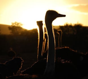 Urlaub auf der Straussenfarm