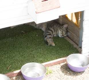 Müde Katze Strandpromenade Evrenseki