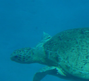 Riesenschildkröte