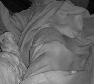 Le statue nella basilica