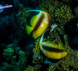 Tauchschule Hurghada