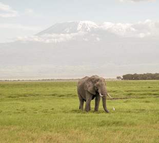 Elefant vor Kilimanjaro
