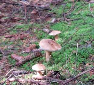 Wandern Friedrichroda