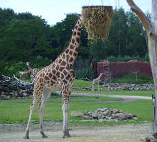 Giraffen
