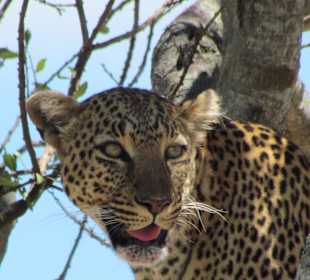 Leopard auf dem Baum