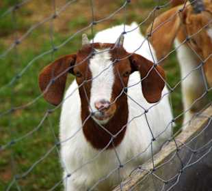 Geschwand Ziegen gleich gegenüber