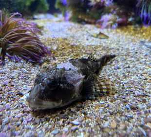 Aquazoo Löbbecke Museum Düsseldorf