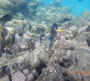 Top das Meer ist der Hammer