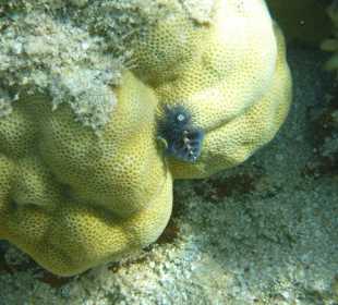 Weihnachtsbäumchen am Carnelia Beach Resort