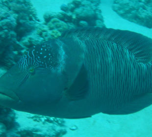 Kleine Napoleon am Thomas Reef