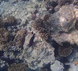 Korallen Riff mit Fisch