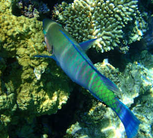 Papugoryba