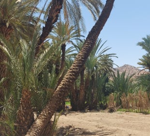 Taroudant und Tiout 