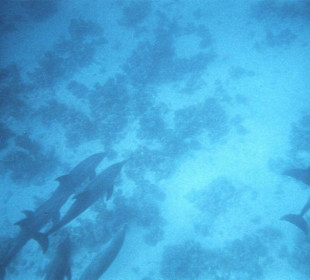 Delphine am Meeresgrund