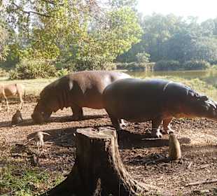 Das Futter reicht auch für die kleinen "Diebe" 