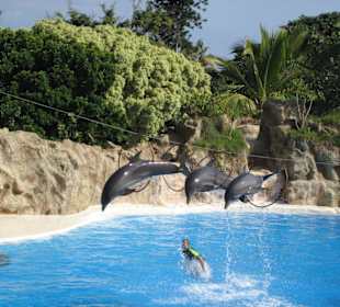 Delphine im Loro Parque