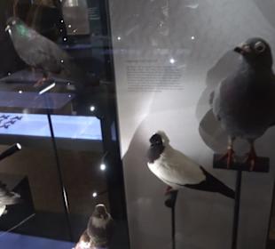 Museum für Naturkunde