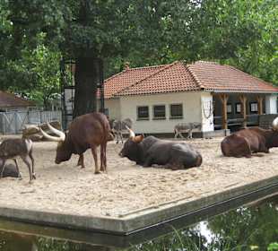 Artis Zoo Tiere