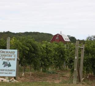 Weinanbau im Door County