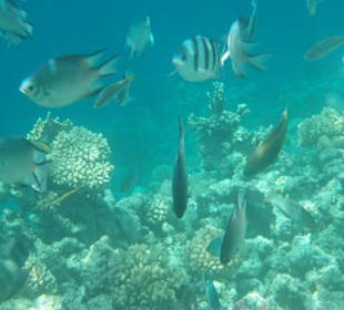 Unterwasserimpressionen