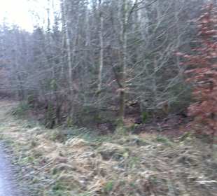 Ochsenweiher Rundweg