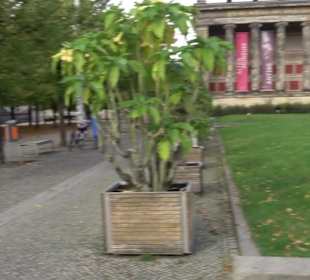 Lustgarten - Gartenanlage