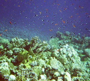 Hausriff des Hotel Akassia Swiss Resort El Quseir