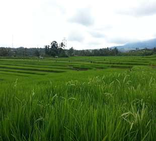 In der Nähe von Ubud