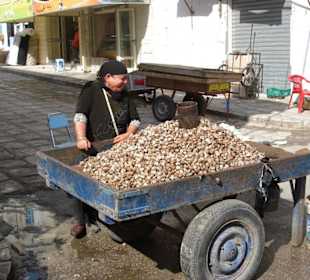 Schon wieder Muscheln