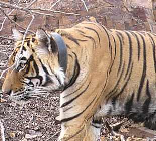 Tiger Safari -Ranthambore Tiger Reserve