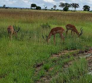 Impalas