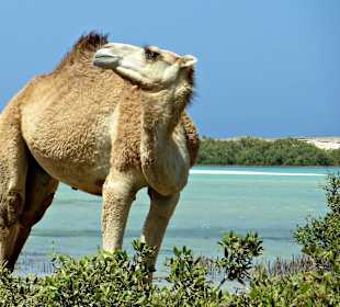 Ausflug in den Nationalpark Wadi El Gemal