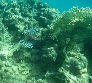 Beim Schnorcheln gesehen - der Feuerfisch