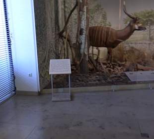Staatliches Naturkunde Museum