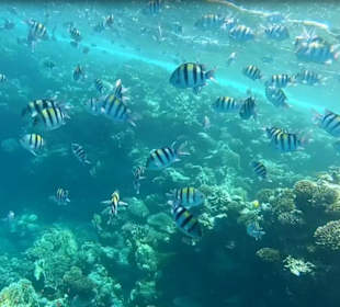 Gleich nach 2 metern kommen die Fische