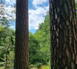 Blick durch die Bäume 